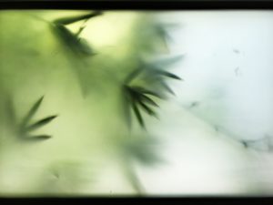 Palms and Window